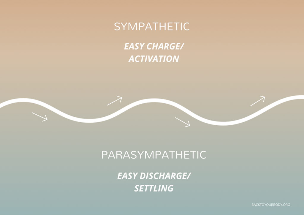 regulated autonomic nervous system with smooth shifts between sympathetic activation and parasympathetic settling